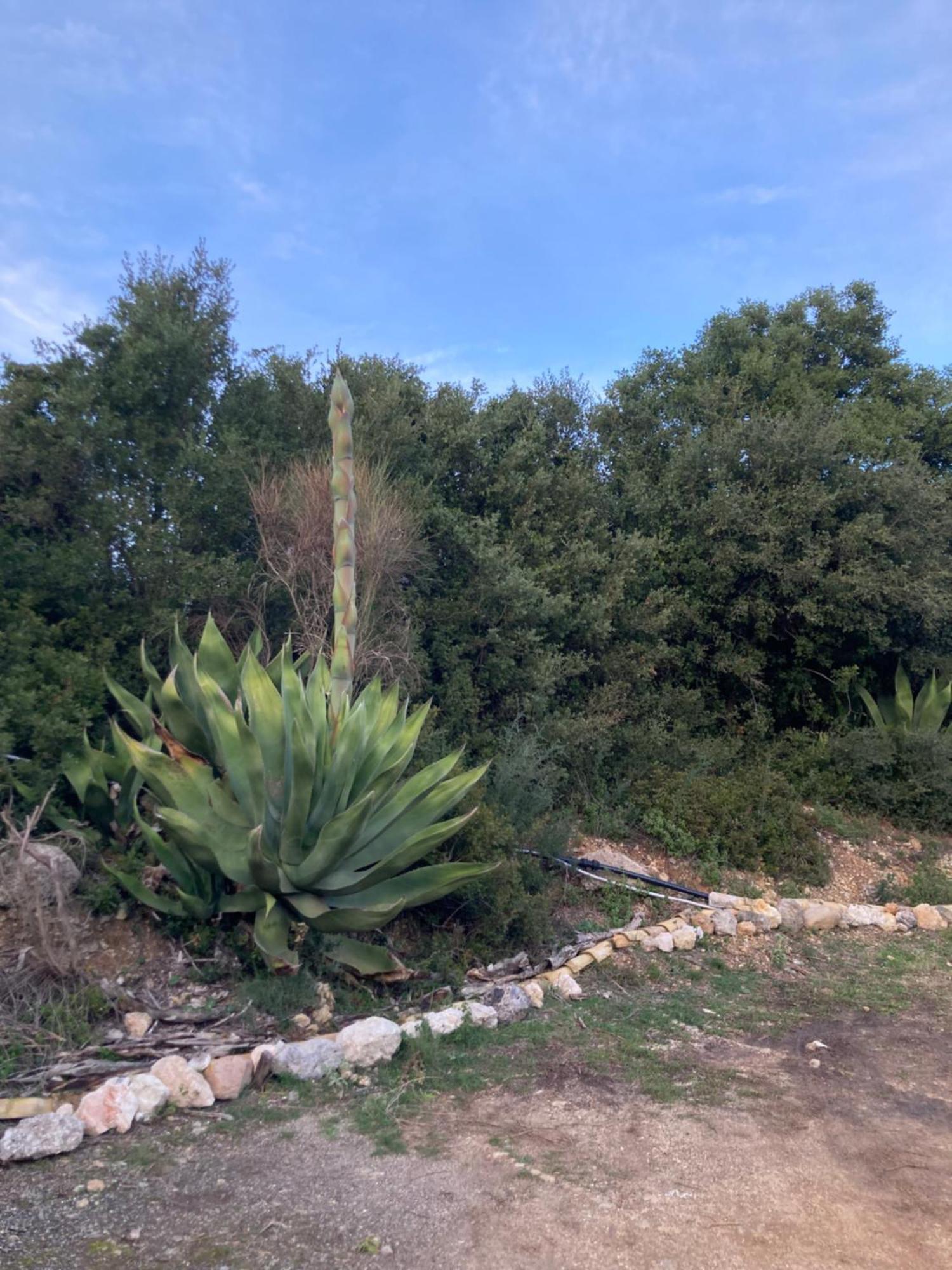 Kokkini Peach House Lägenhet Kokkínion Exteriör bild